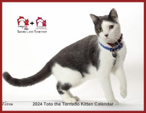 2024 Toto the Tornado Kitten Wall Calendar