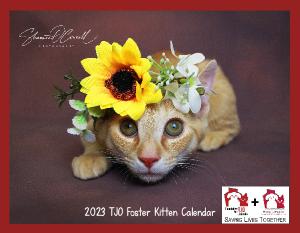 2023 TJO Kitten Wall Calendar