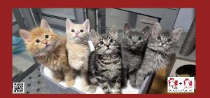 2027 TJO Cat Desk Calendar