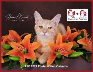 2024 Kitten Wall Calendar