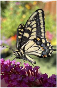 Anise Swallowtail Butterfly Poster
