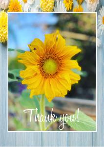 NEW! Sunflower Thank You Card