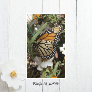 NEW! Butterflies All Year 2022 Calendar