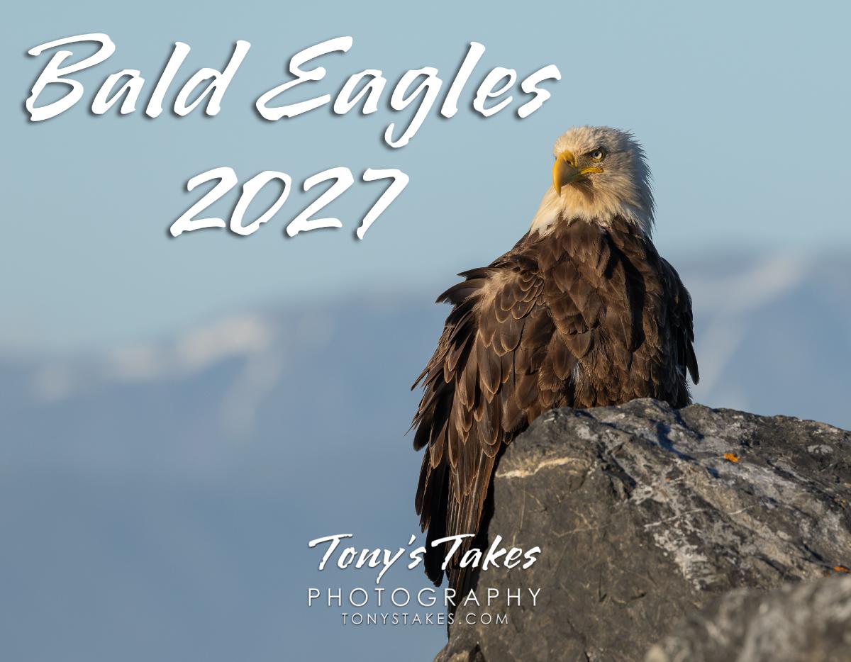 Bald Eagles 2027
