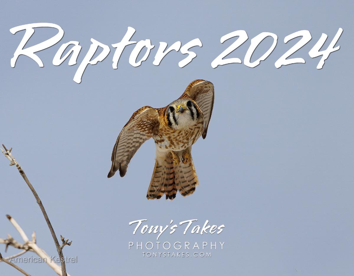 2024 Raptors Calendar