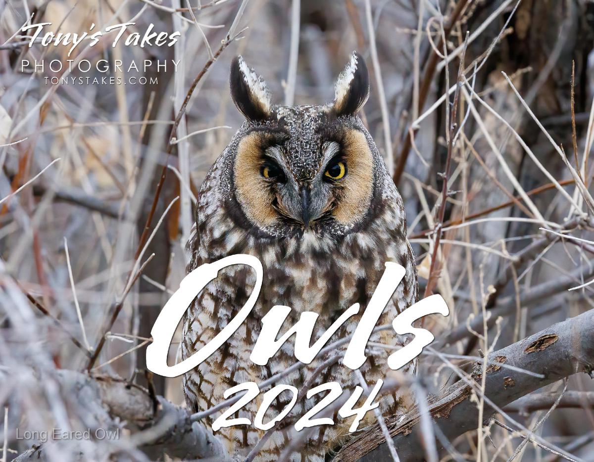 2024 Owls Calendar