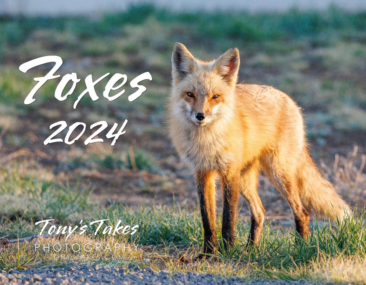 2024 Foxes Calendar
