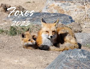 2023 Foxes Calendar