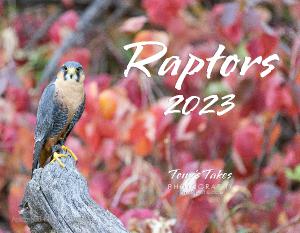 2023 Raptors Calendar
