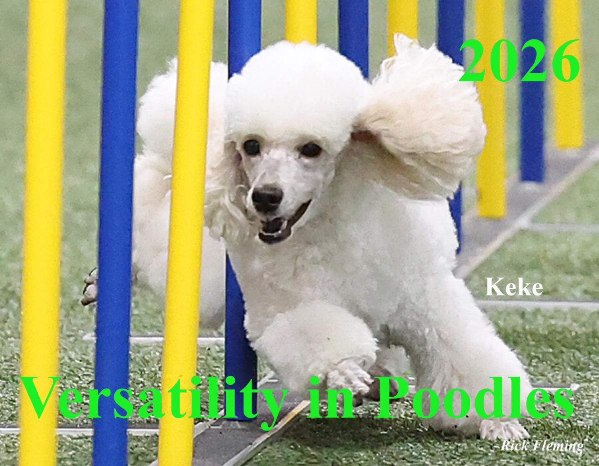 Versatility in Poodles 2026