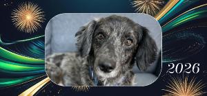 2026 ATDR Desk Calendar