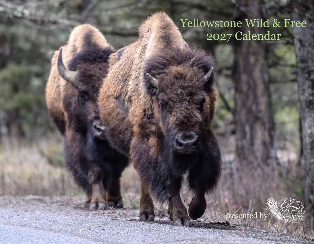 Yellowstone Wild & Free 2027 Calendar 24.99