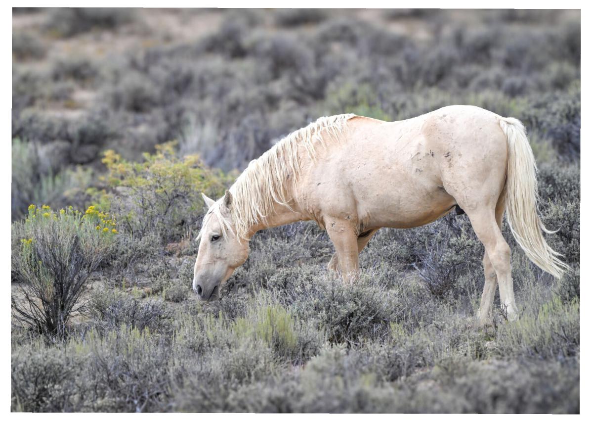 Wild Horse Bobby from Sand Wash Basin