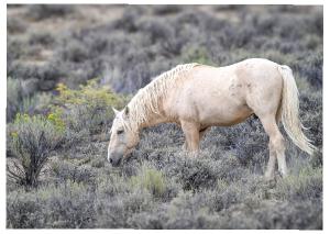 Wild Horse Bobby from Sand Wash Basin