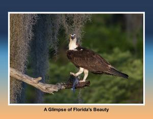 Glimpse of Florida's Beauty