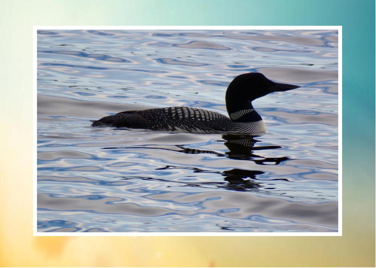 Common Loon photo card