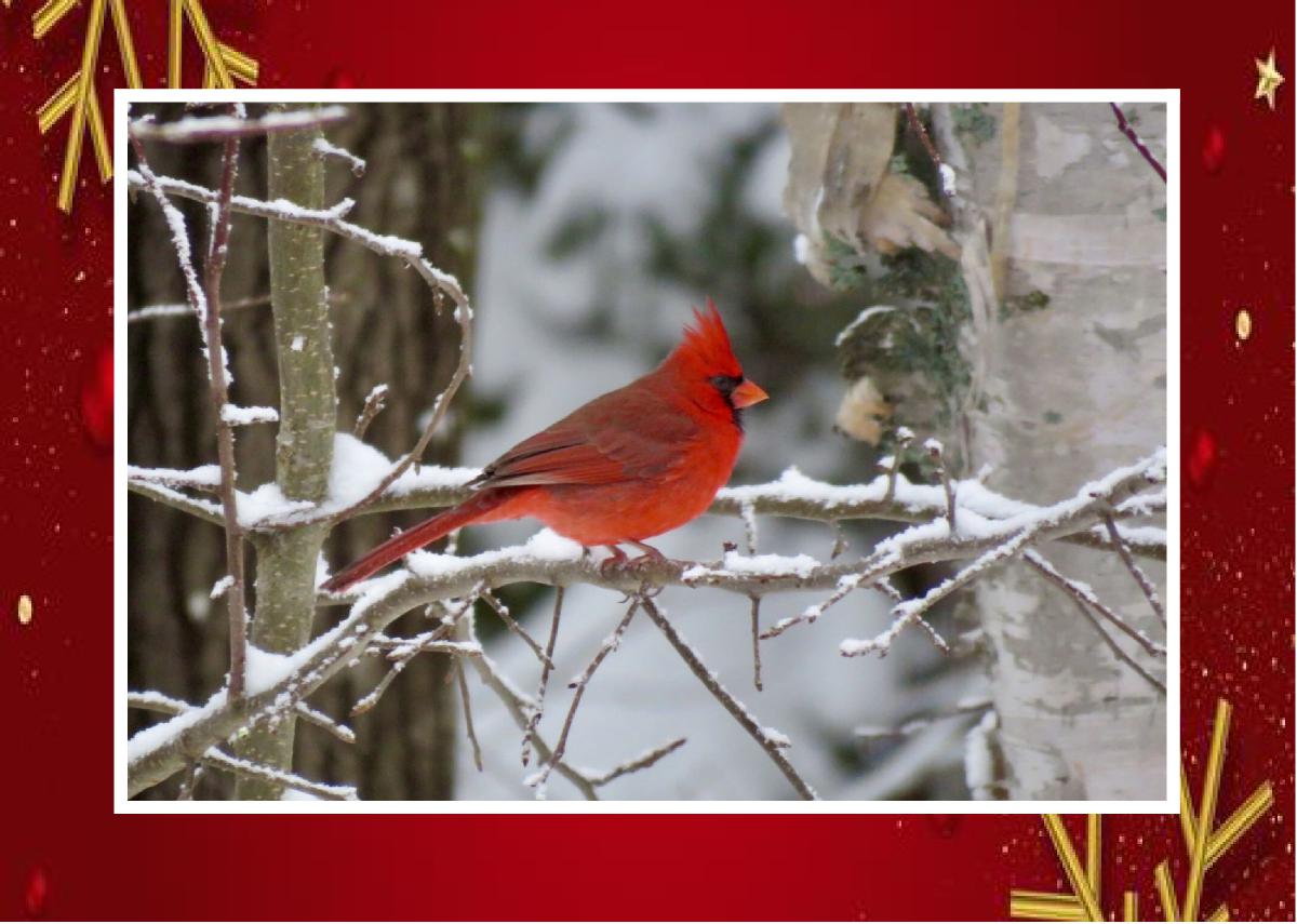 Cardinal Christmas card