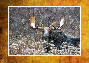 Bull Moose on a Snowy Day