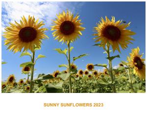 Sunny Sunflowers 2023