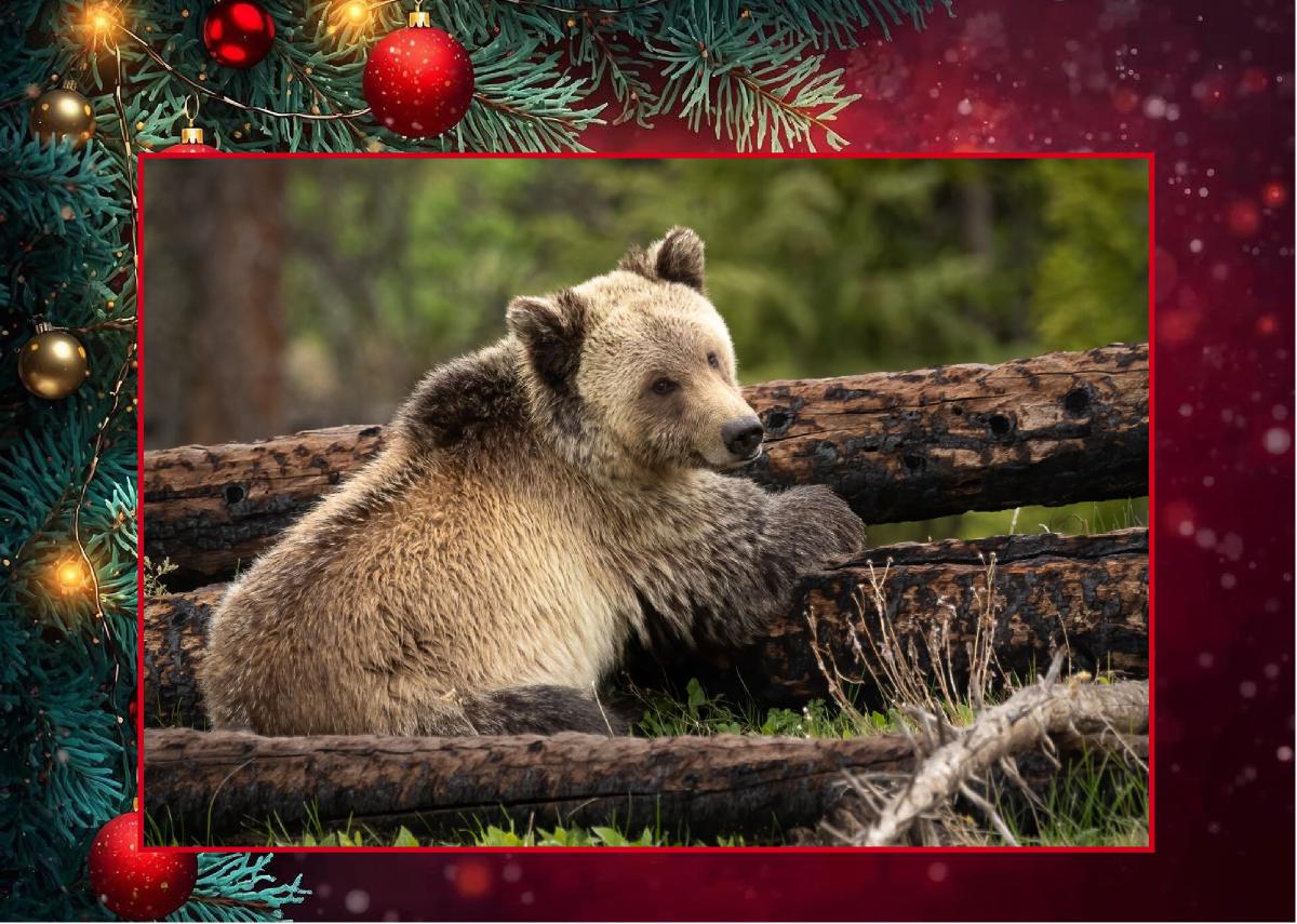 Christmas Bear Card