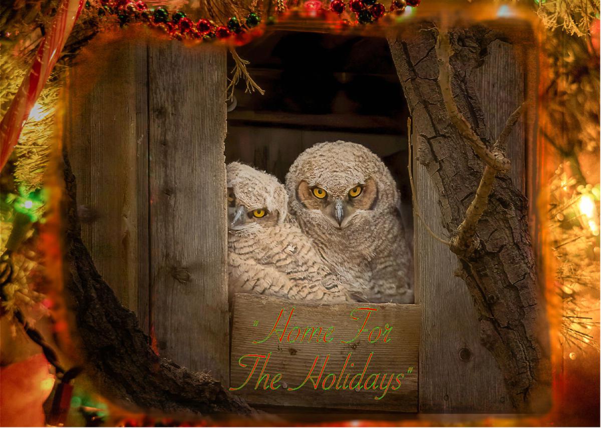 Christmas Card Owlets in a Tree House