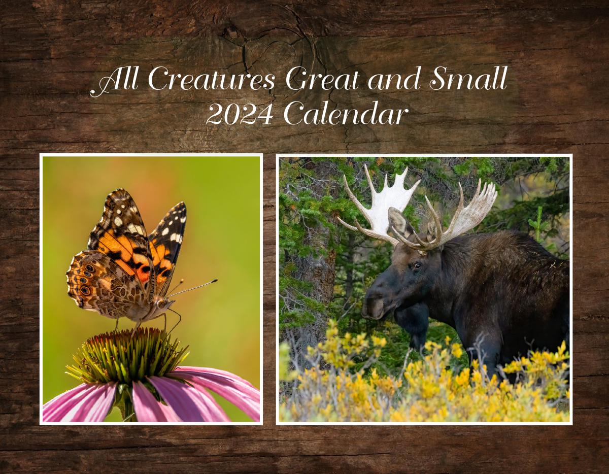 All Creatures Great and Small Calendar 2024