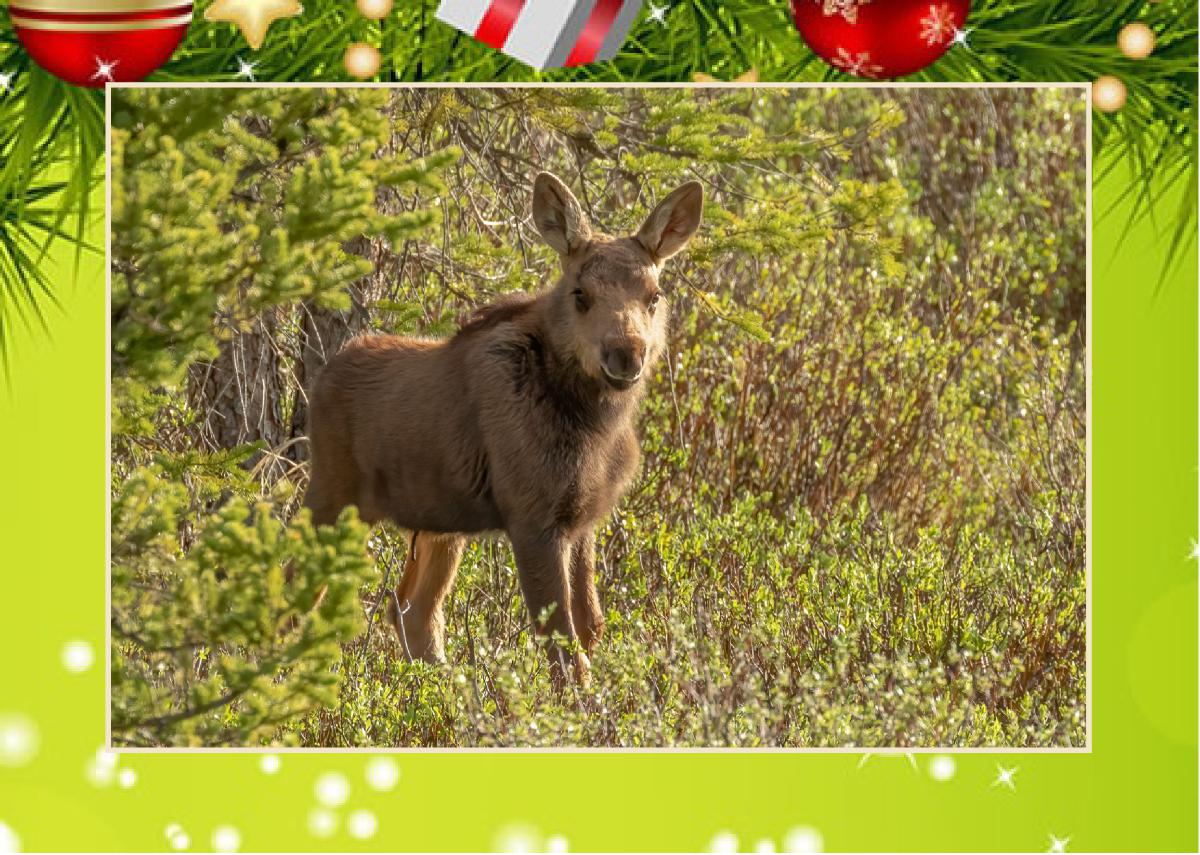 Christmas Card Moose Calf