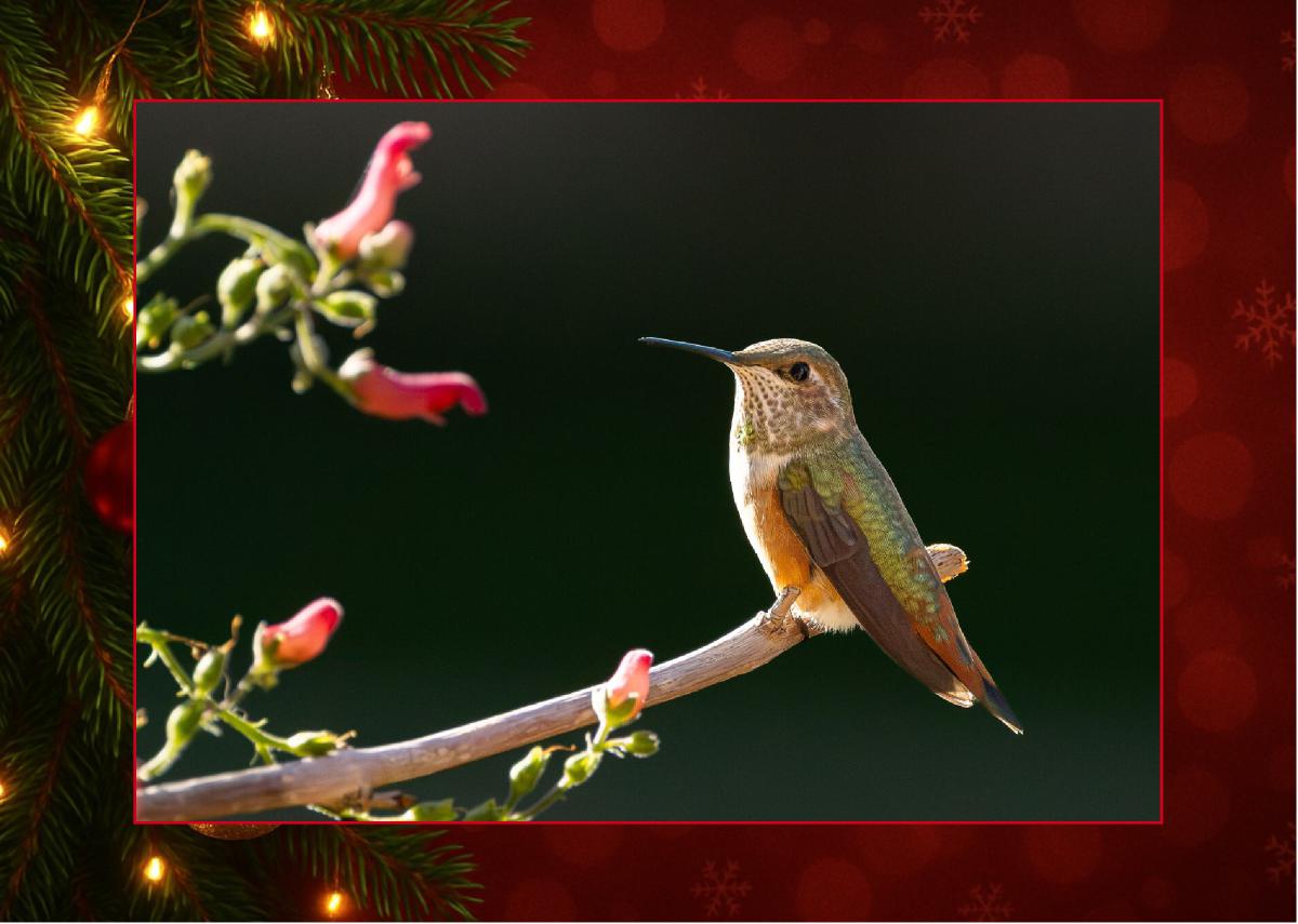 Christmas Hummingbird Card