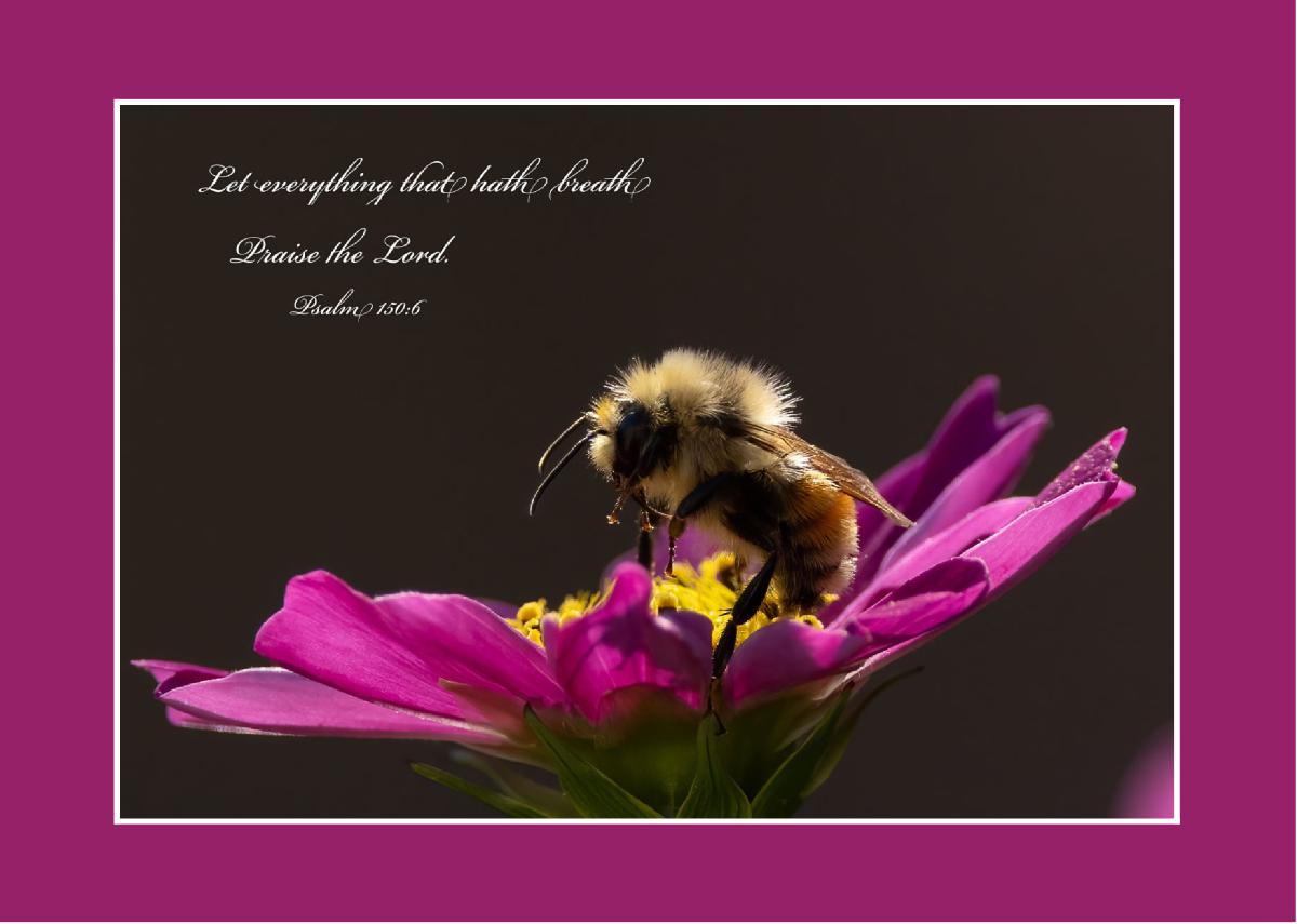 Bumblebee Verse Card