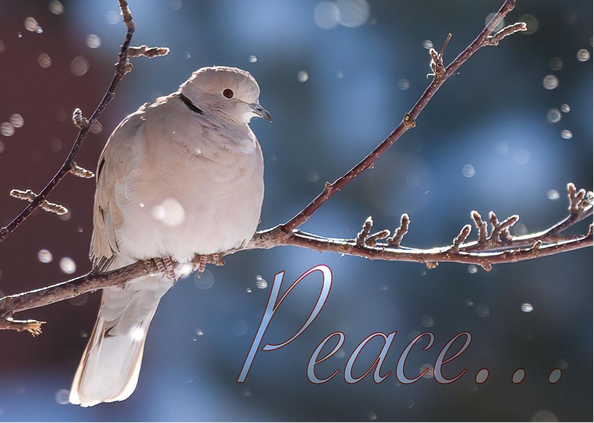 Card Peace Dove