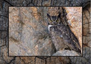 Great Horned Owl Card
