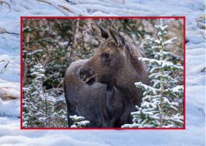 Moose Calf Christmas Card