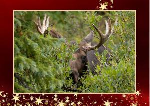 Christmas Card Bull Moose