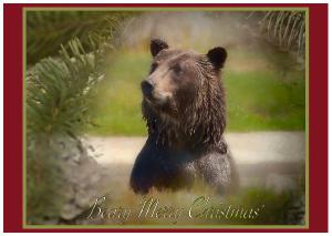 Beary Merry Christmas Card
