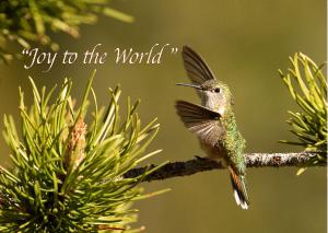 Joy to the World Hummingbird