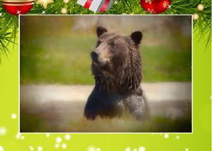 Grizzly Bear Christmas Card