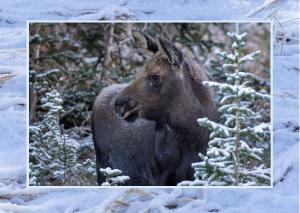 Moose Calf Card