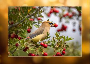 Christmas Card Cedar Waxwing Bird