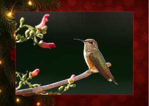 Christmas Hummingbird Card