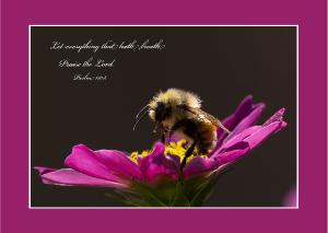 Bumblebee Verse Card