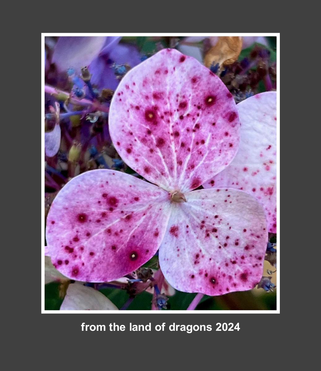 from the land of dragons 2024