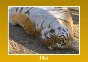 Tiler Photo Card
