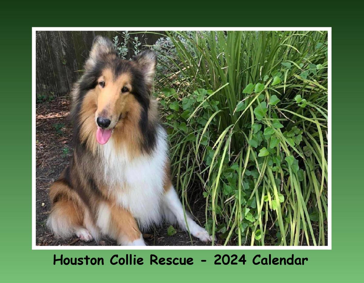 Houston Collie Rescue 2024 Calendar