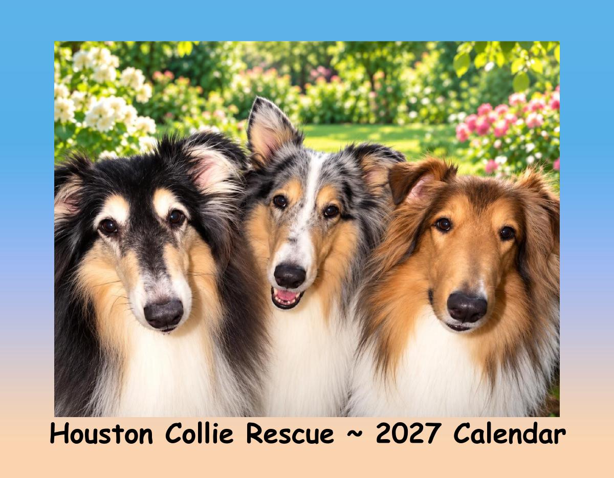 Houston Collie Rescue 2027 Calendar