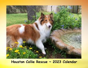 Houston Collie Rescue 2023 Calendar