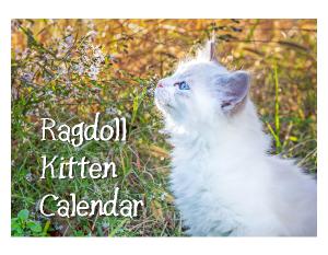 Ragdoll Kitten Calendar 2022