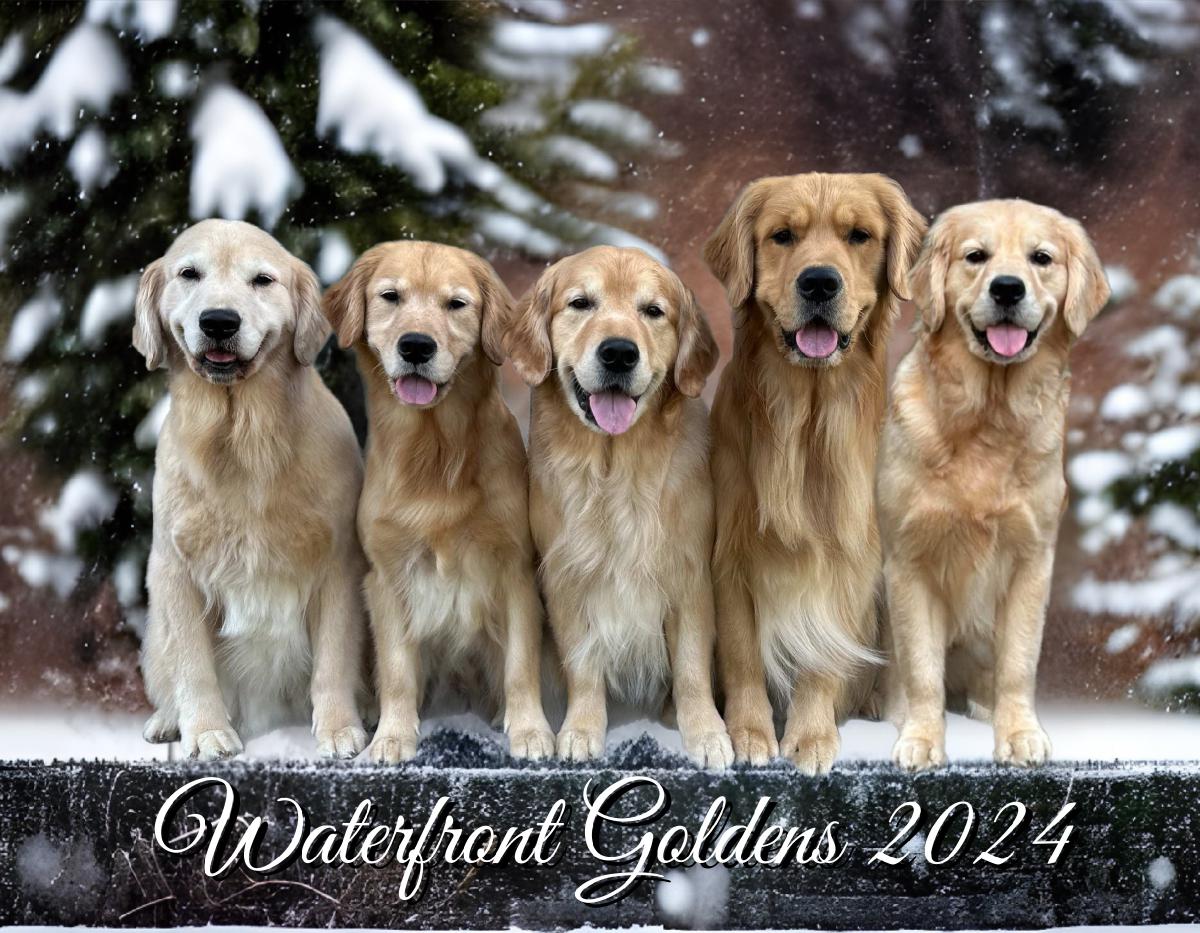Waterfront Goldens Store Create Photo Calendars