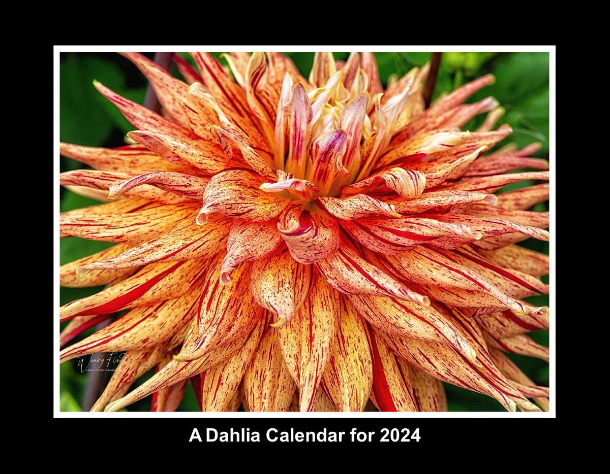 A Dahlia Calendar for 2024