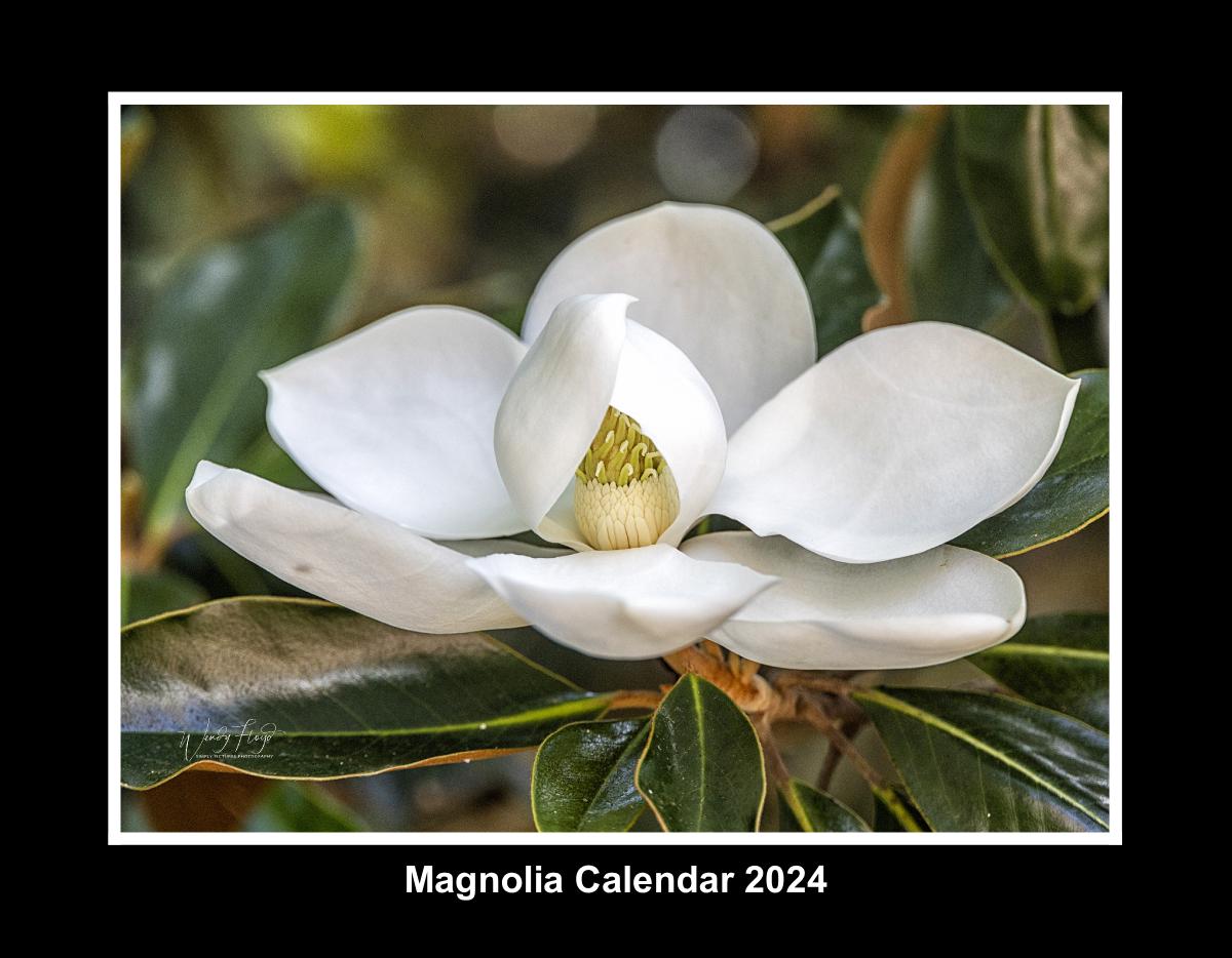Magnolia Calendar 2024