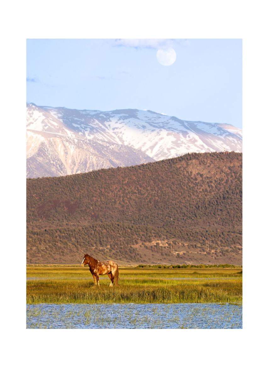 Wild Horse Beneath the Moon